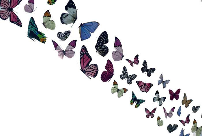 63 - Marmorerad vit fjärilsfolie