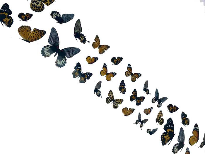 87 - Monarchs Butterfly Folie 